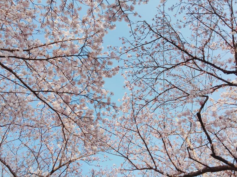 제주 왕벚꽃 축제 일정