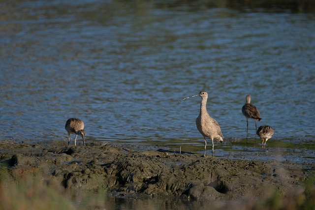 바닷가 갈매기 사진