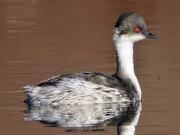 후닌 논병아리의 계절별 에너지 소비 패턴 분석