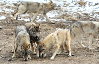 대전 오월드 늑대 늑구 탈출 원인 암컷 드론 생포