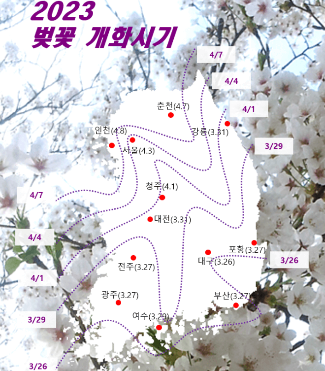 웨더아이 벚꽃 개화시기