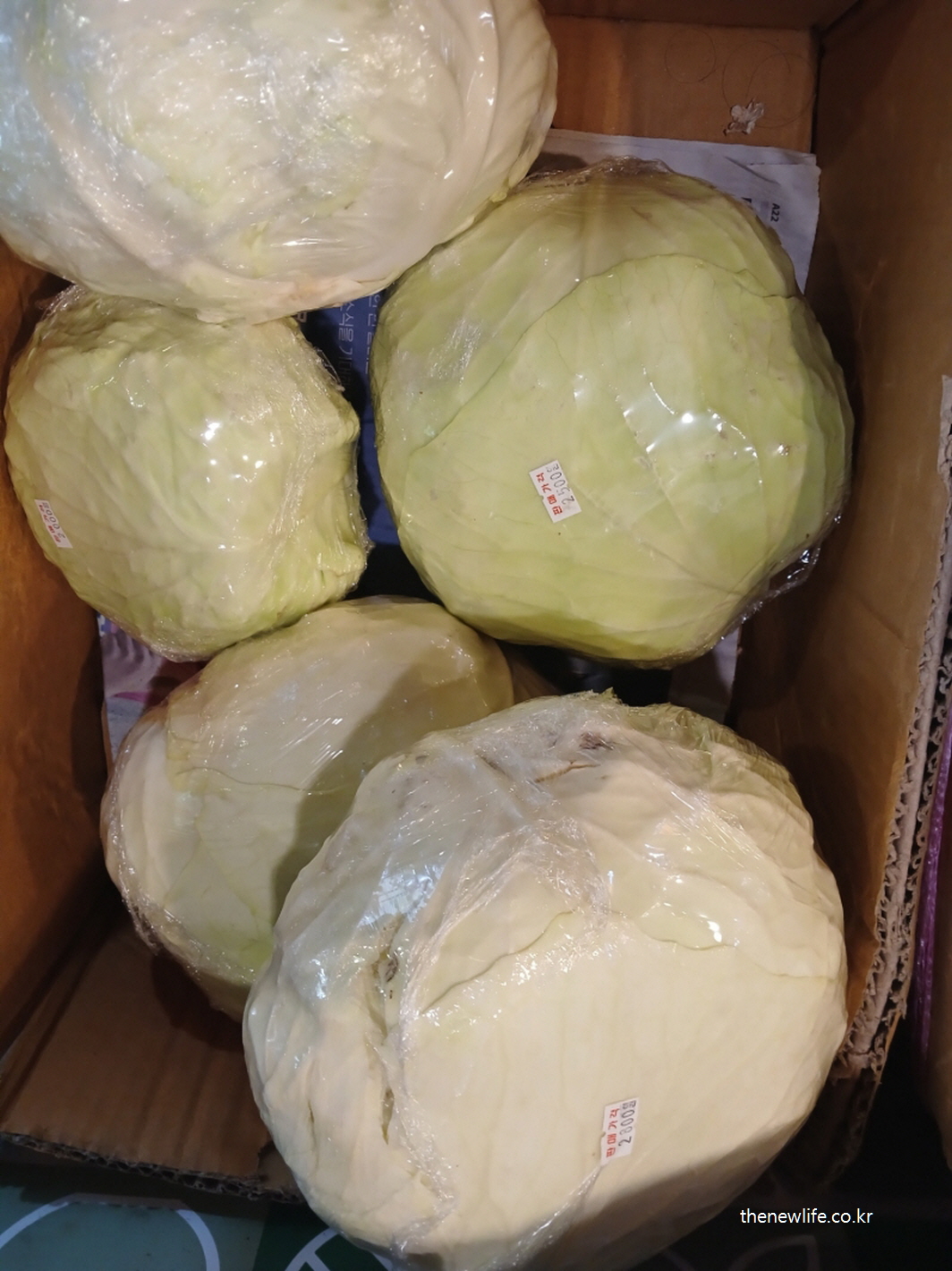 복합 탄수화물과 식이섬유가 풍부한 양배추, 혈당 조절에 도움을 주는 식재료