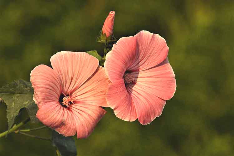 활짝핀-나팔꽃-두송이