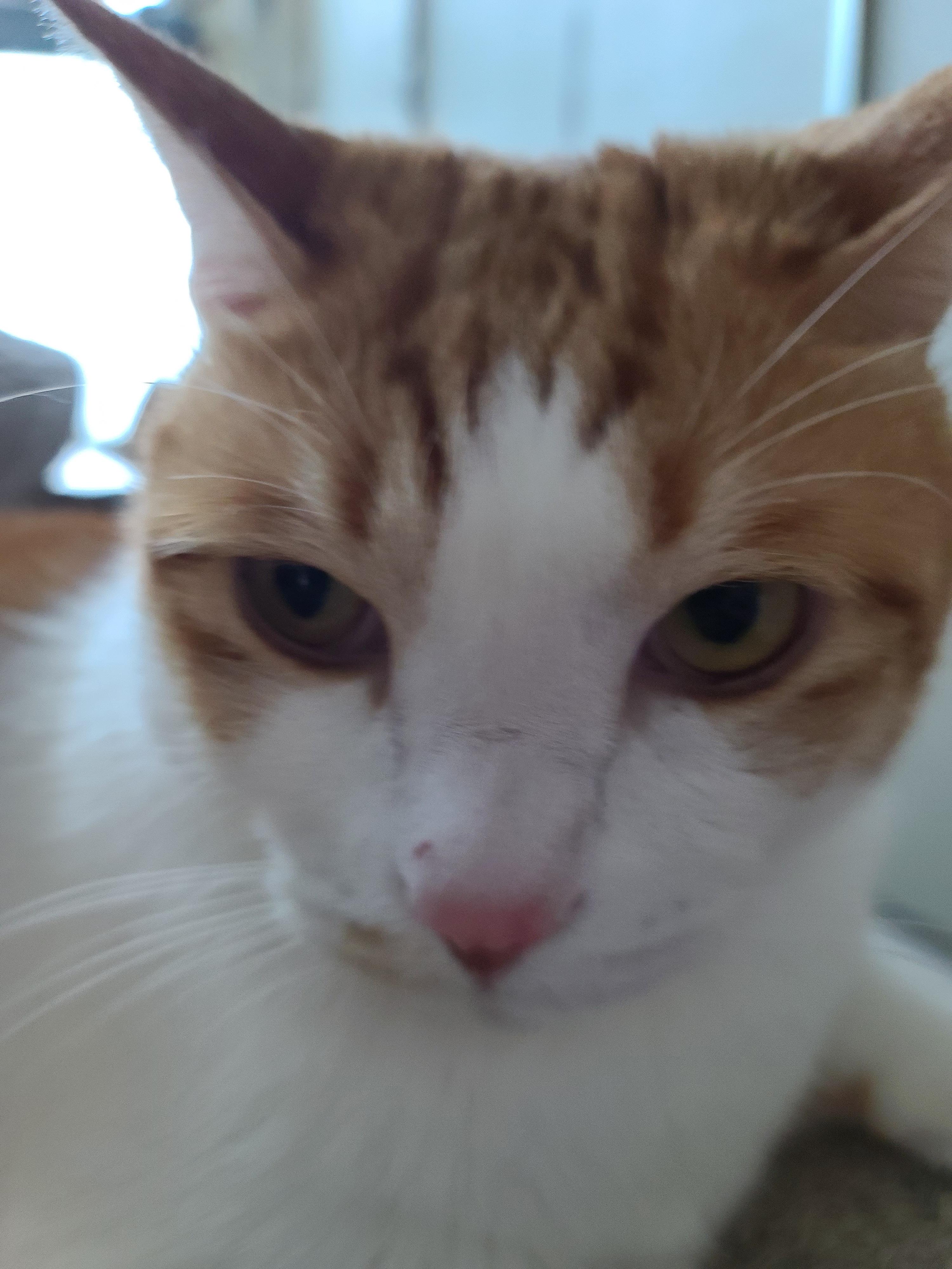 소심한 고양이에게 중2병이 오면..