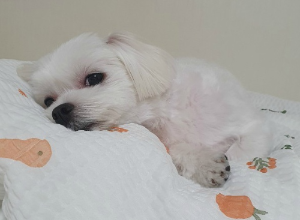 츨처 구글 이미지 강아지 사진