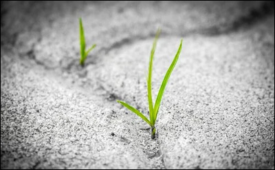 보도블록 사이에서 자라는 잡초들