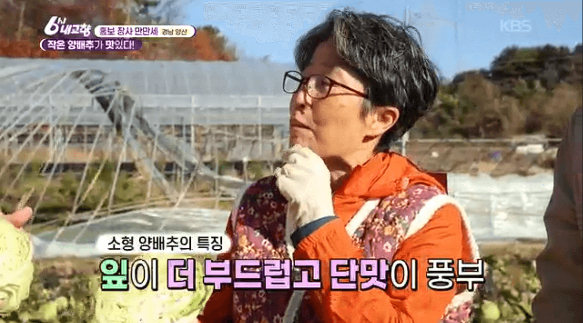 [6시내고향] 경남 양산 소형 양배추 명촌농원 스마트스토어 택배 판매처 정보를 설명하는 이미지