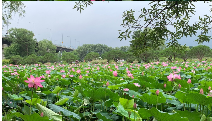 두물머리 연꽃