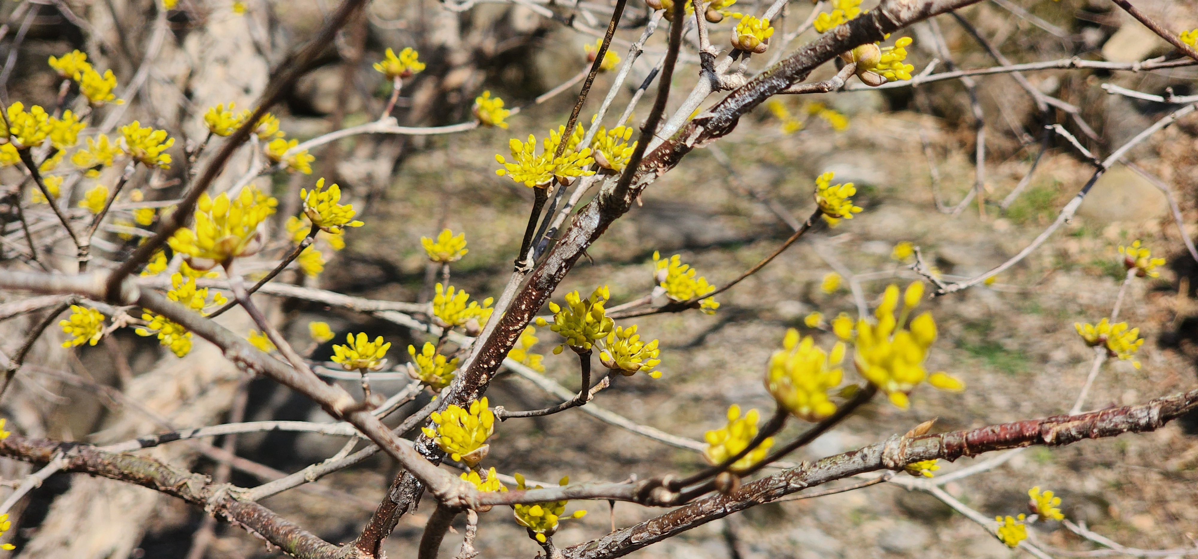 반곡마을 산수유