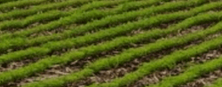Tile 13