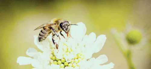 프로폴리스 효능