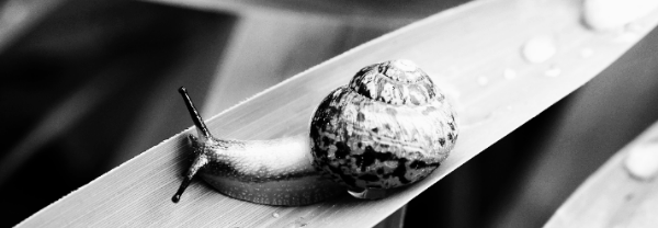 달팽이 물: 너무 많이 주지 않도록 주의