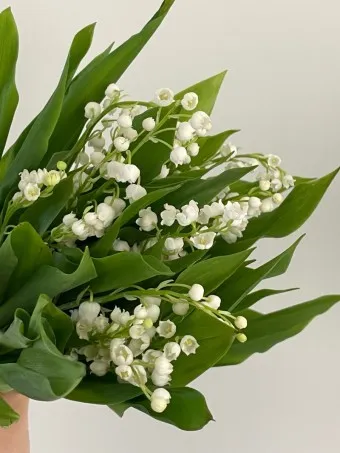 은방울꽃 꽃말 봄 꽃 꽃말 모음_20