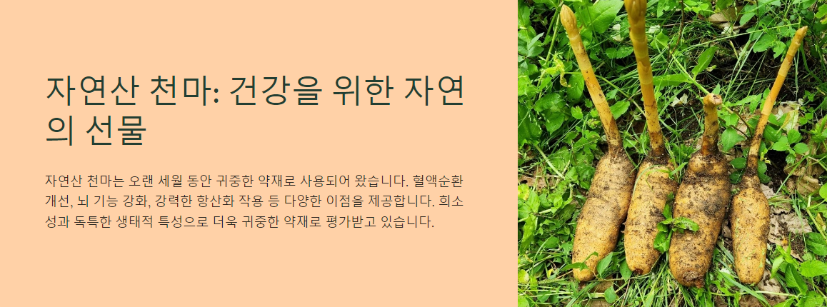 자연산 천마의 진정한 가치는? 혈액순환부터 집중력 향상까지