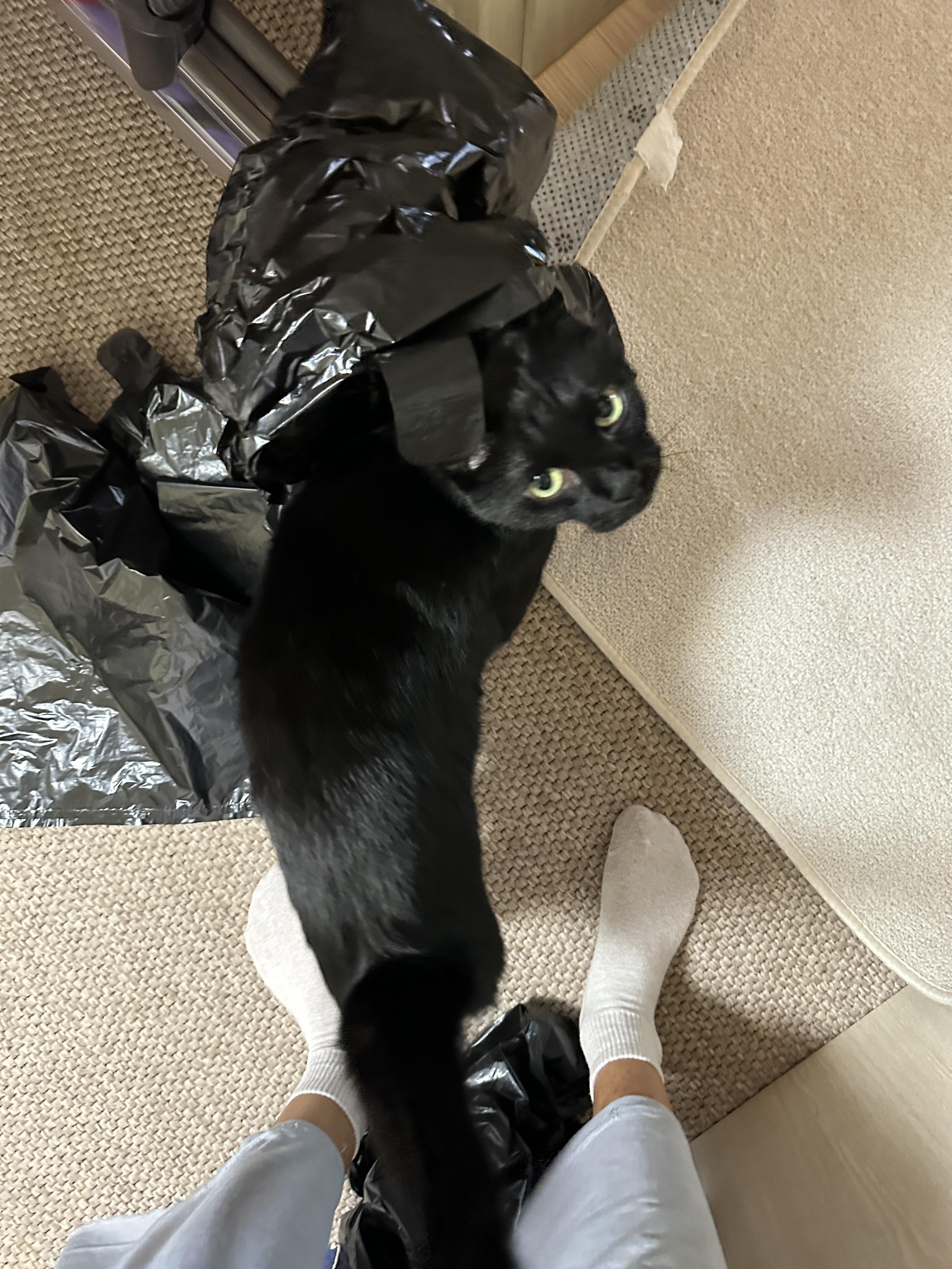 5월의 고양이들 화장실 모래 전체 갈이 (feat. 건이, 루디, 루나)