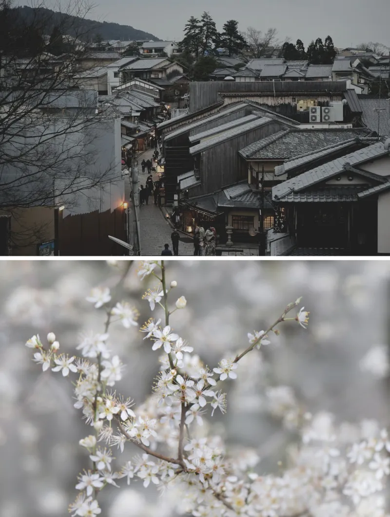 벚꽃 보러 가기 일본 - 8