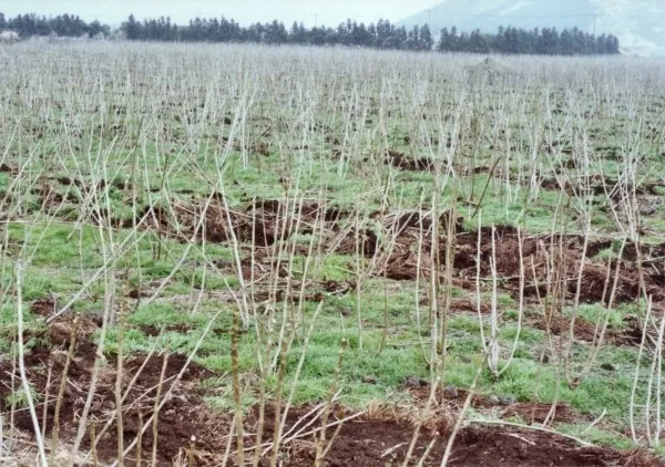 두릅 재배 순 수확 시기 가지치기 겨울 보온_7