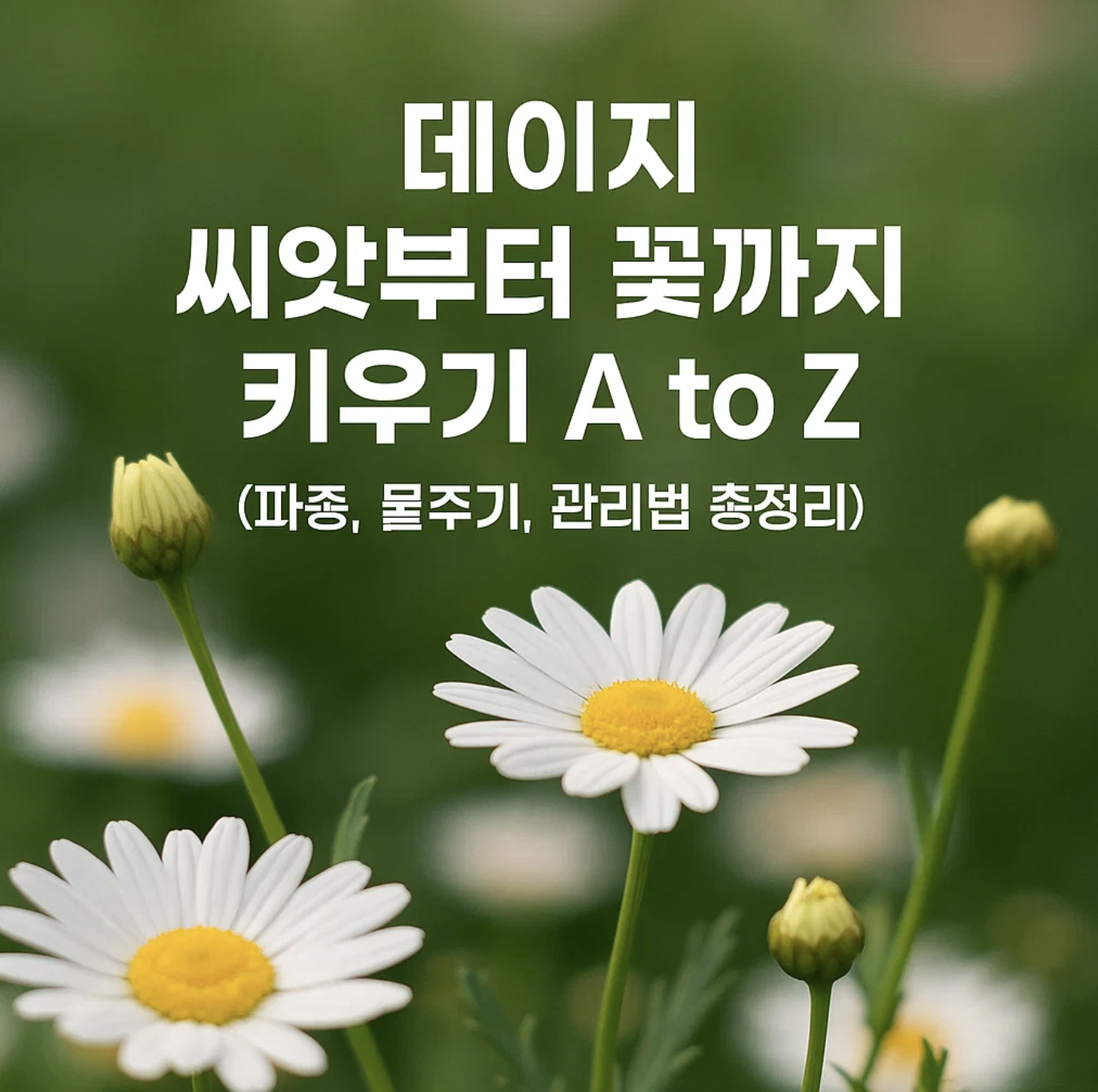 데이지 씨앗부터 꽃까지 키우기 A to Z (파종, 물주기, 관리법 총정리)