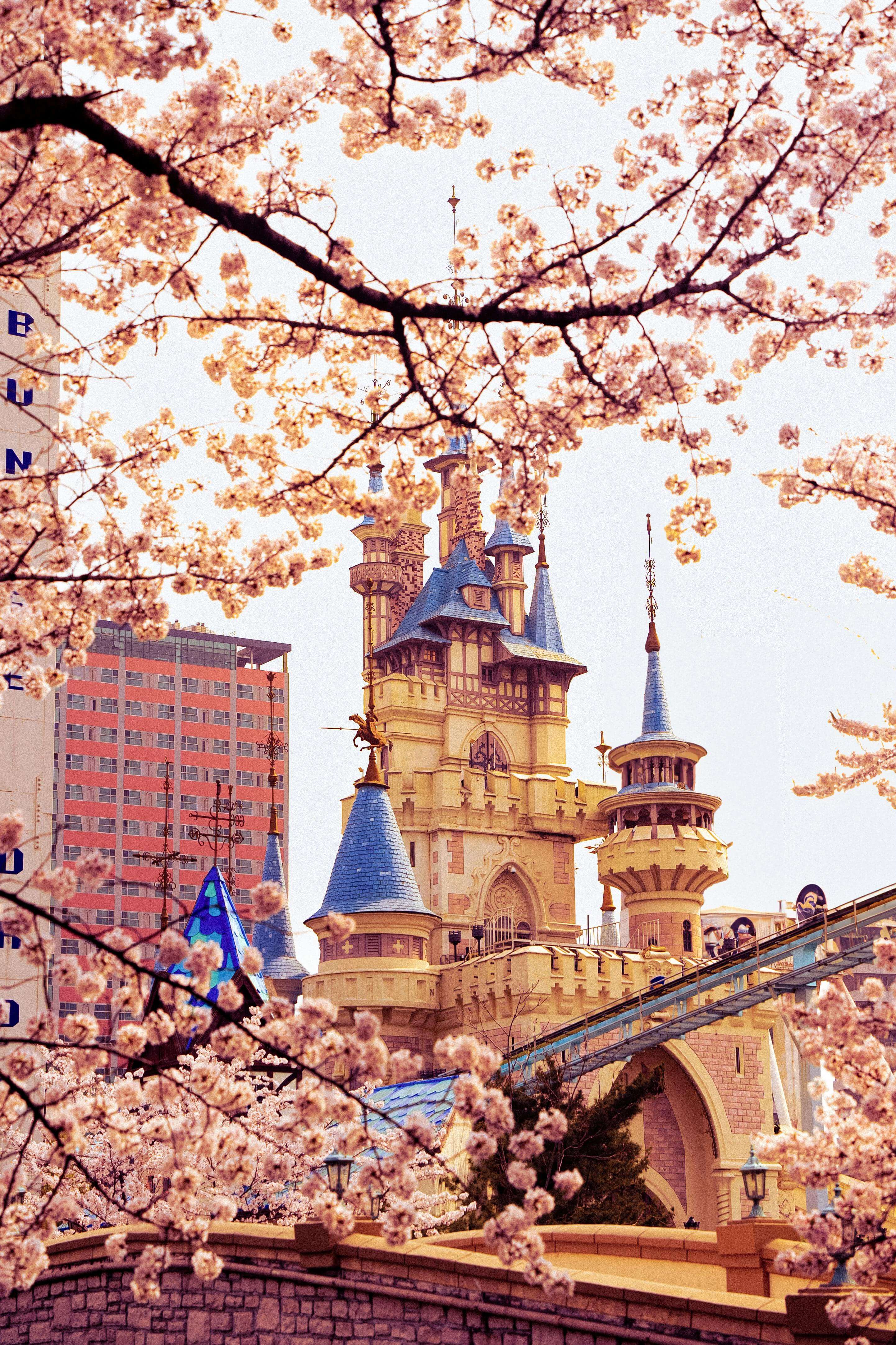 벚꽃 롯데월드