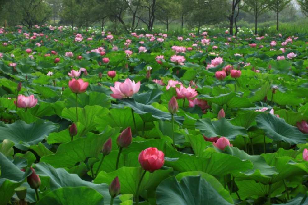 세미원 연꽃문화제