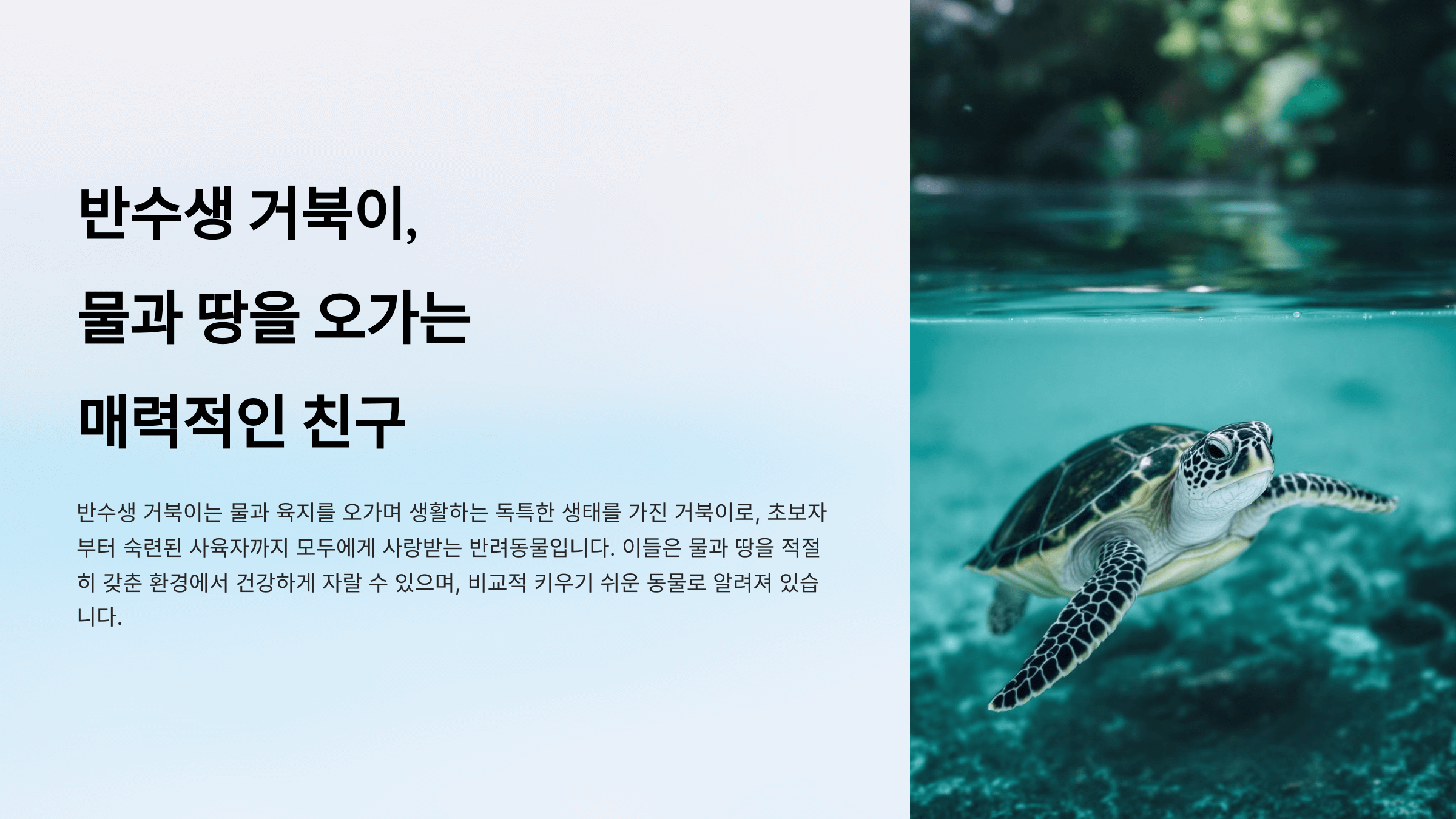 반수생 거북이 사진입니다.