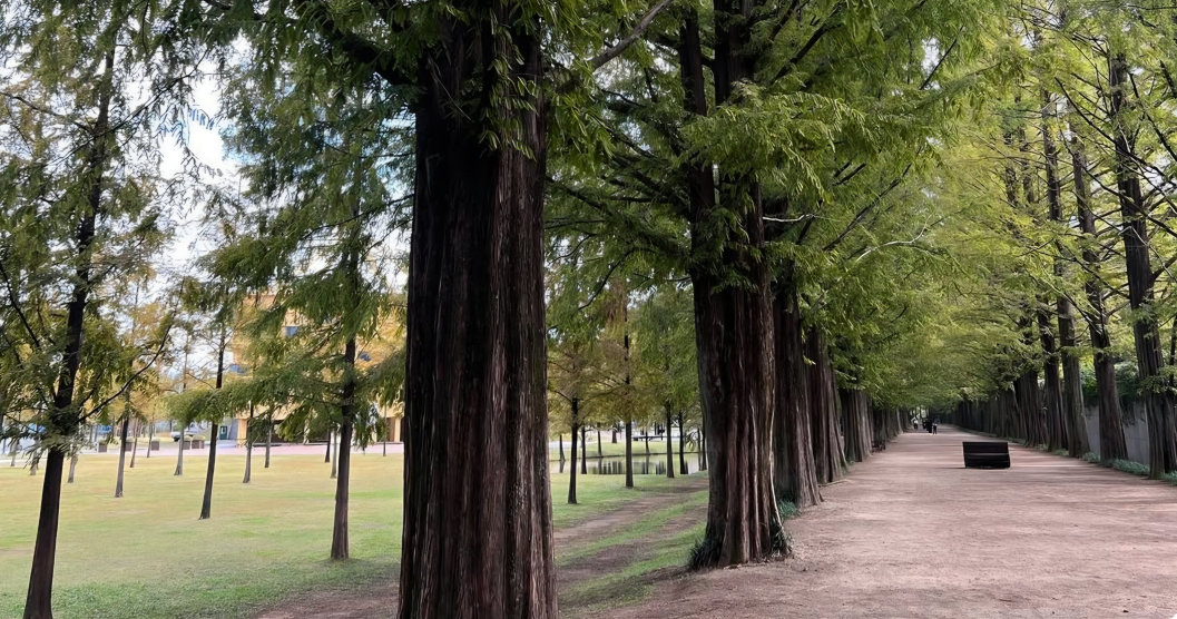 눈이 정화되는 메타세콰이어 가로수길