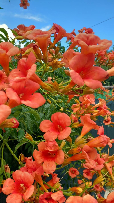 능소화 꽃말 묘목 키우기 꽃 명소 개화시기 전설 독성 삽목 시모음