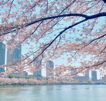 석촌호수 벚꽃축제 주차장