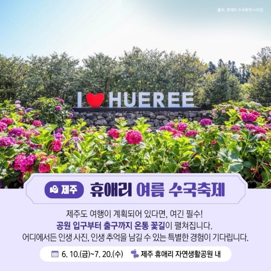 전국 수국 축제 추천, 제주 휴애리 수국 축제