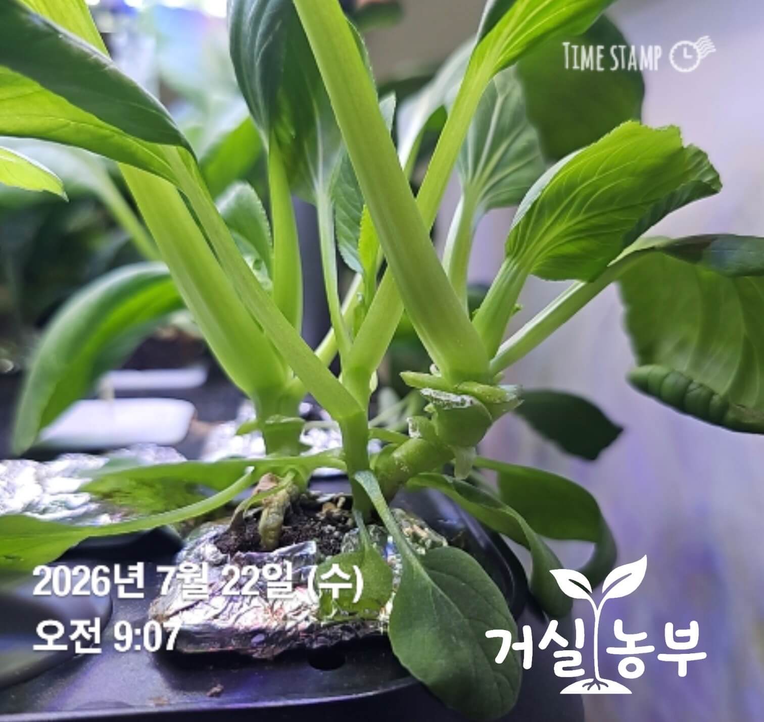 수경재배 청경채 겉잎 수확 후 다시 새잎이 자라는 모습