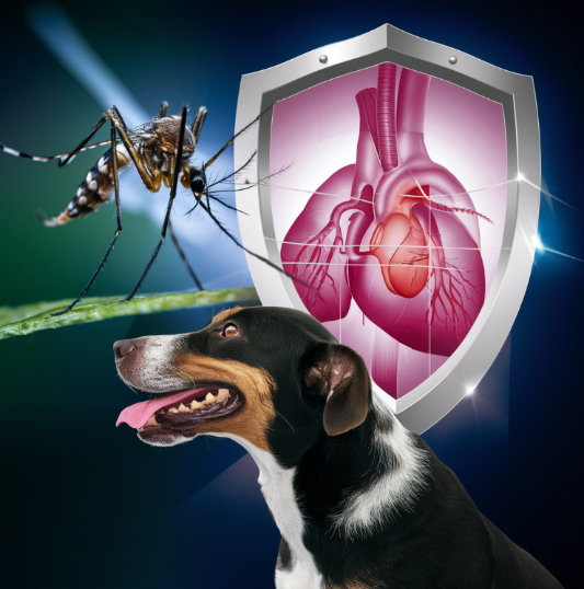 심장사상충의 위험성과 넥스가드 스펙트라의 효과