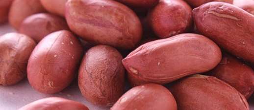 땅콩 효능 1