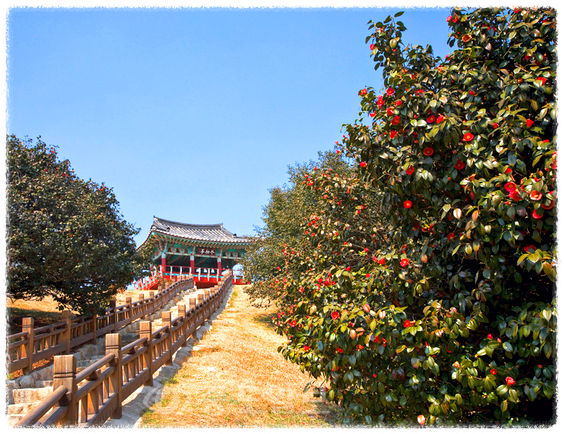 동백꽃 명소 동백나무 숲 명소 TOP 10