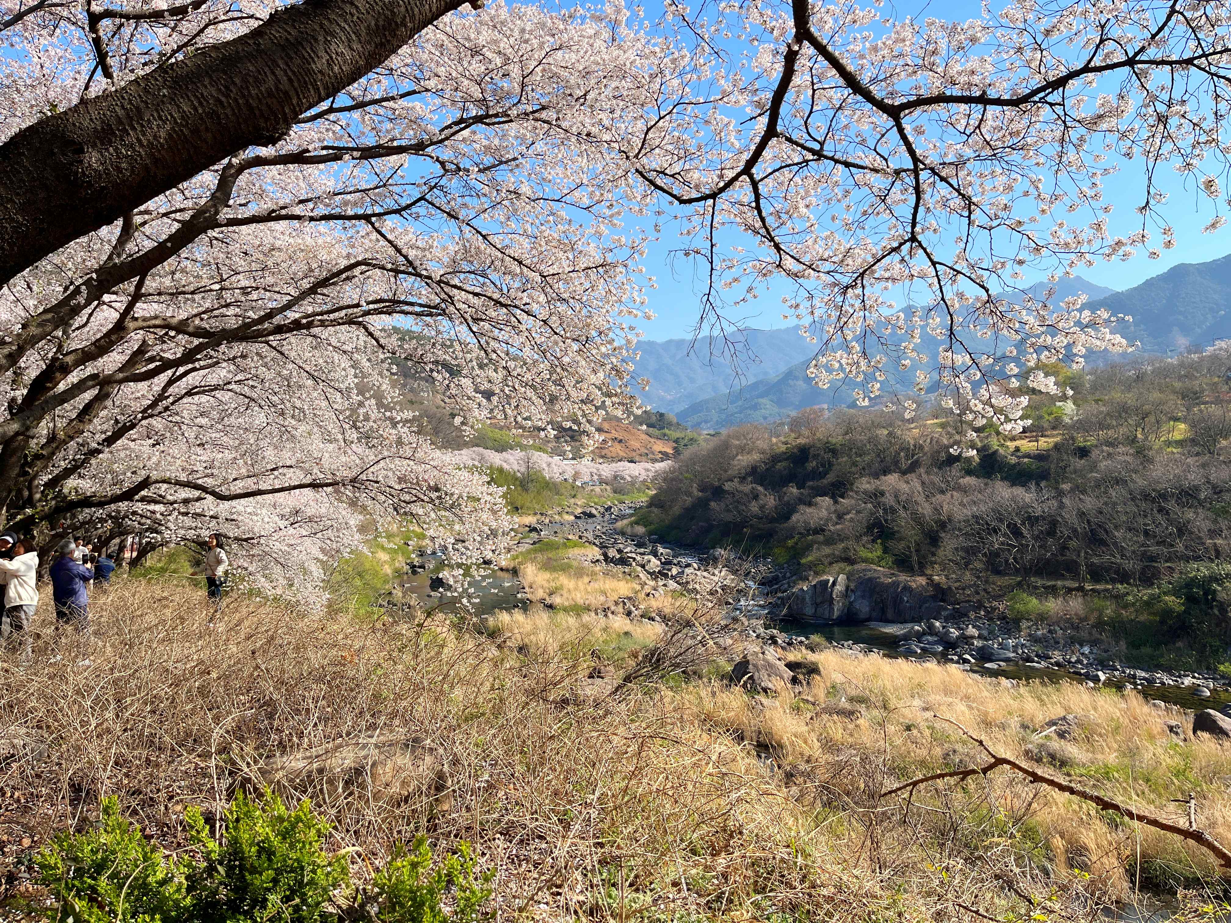하동 십리벚꽃길