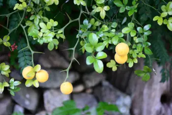 탱자 효능 및 영양성분