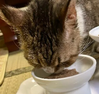 고양이 바닥에 놓고 식사 시키면 안좋다는게 사실일까? 고양이 식기 고르는법