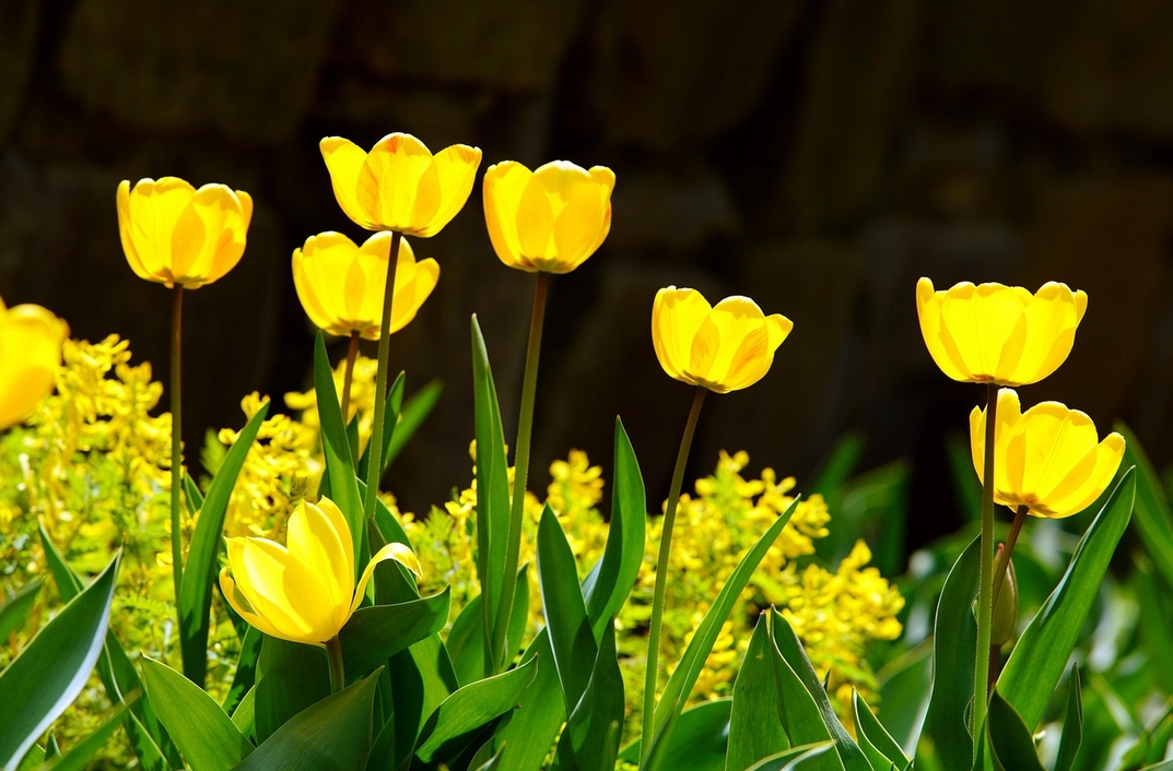 식물도 잠버릇이 있다