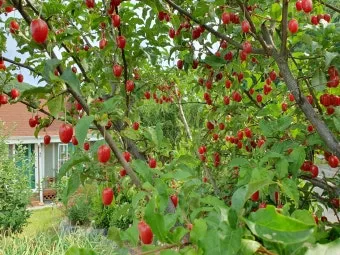 보리수나무 재배 전정 관리 착과 유도 열매 활용_10