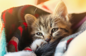 졸린 얼굴을 하고 있는 아기 고양이