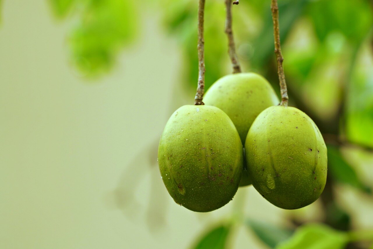 조선 선비의 해독 과일 전북 남원 매실