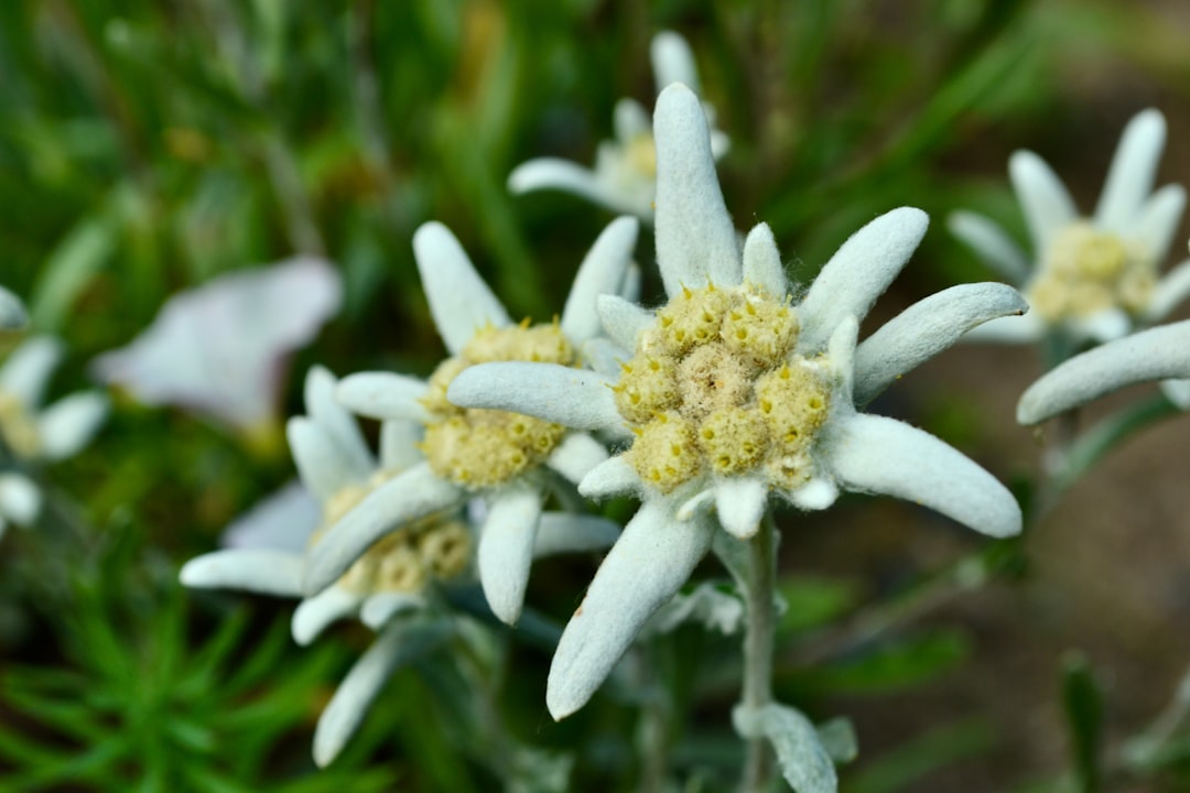 Hybrid