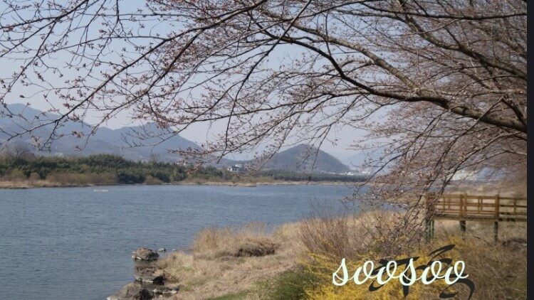 벚꽃축제,벚꽃길/ 벗꽃터널 4월 커플드라이브코스 추천