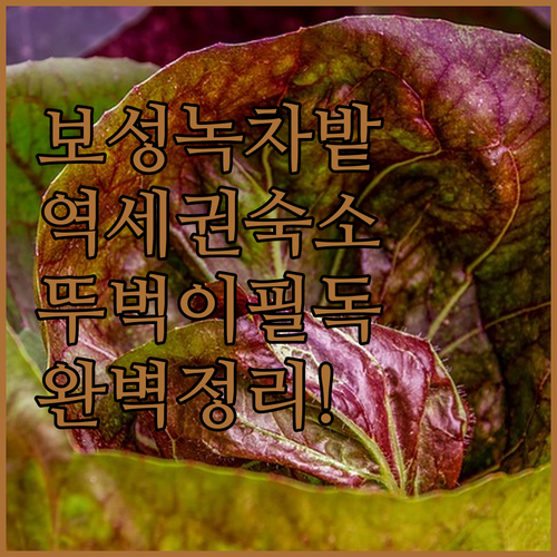 보성 녹차밭 근처 숙소 추천 및 뚜벅..