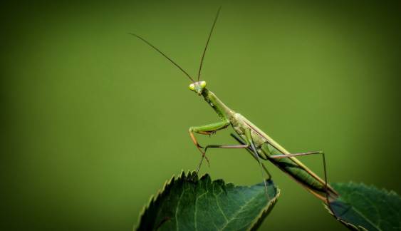 러브버그 뜻, 천적, 퇴치방법 총정리