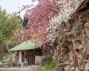 개심사 청벚꽃 개화시기 겹벚꽃 명소_10