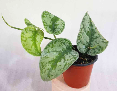 스킨답서스 종류 스킨답서스 픽투스 엑조티카