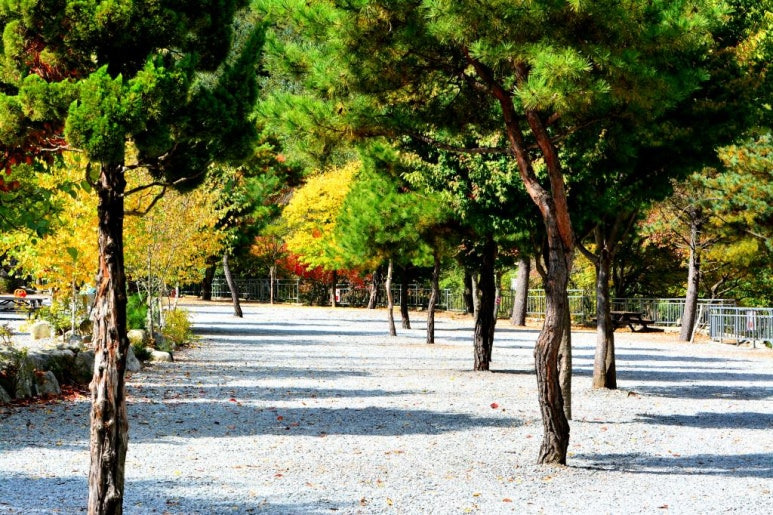 가평 자작나무숲 '또올래캠핑장' 미리보기