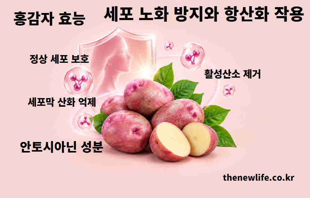 홍감자 효능 세포 노화 방지 항산화 작용