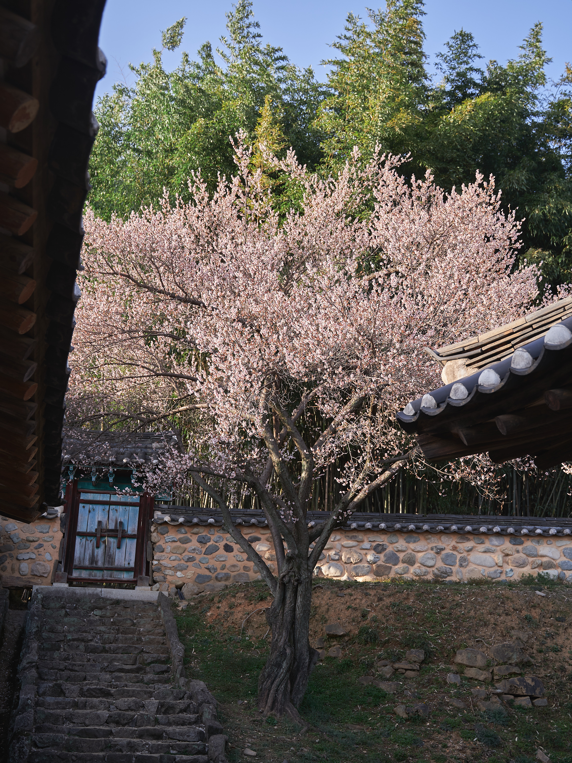 밀양향교 매화