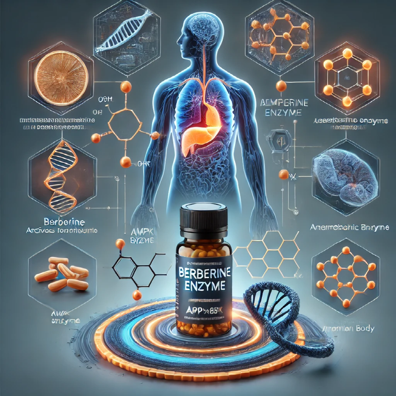 베르베린이-인체에-영향을-미치는-해부학-사진